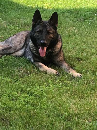 Alles rund um den Schäferhund, diskutieren erwünscht.-Beitrag-Bild