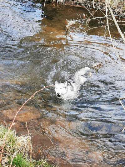 Fotochallenge No. 26                                     Wald und Wiese-Beitrag-Bild