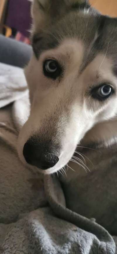 CHALLENGE NR. 19 - Der Hundeblick-Beitrag-Bild