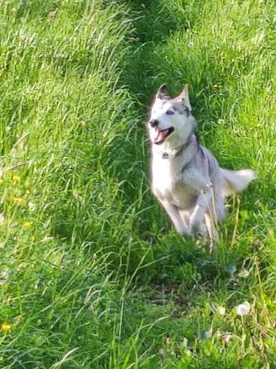 Hund und Natur-Beitrag-Bild
