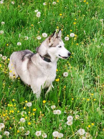 Hund und Natur-Beitrag-Bild