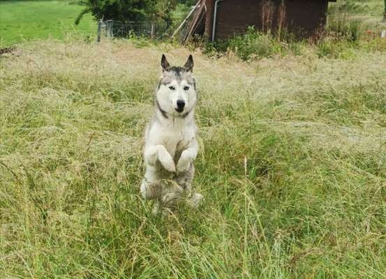 Nordische Hunde-Beitrag-Bild