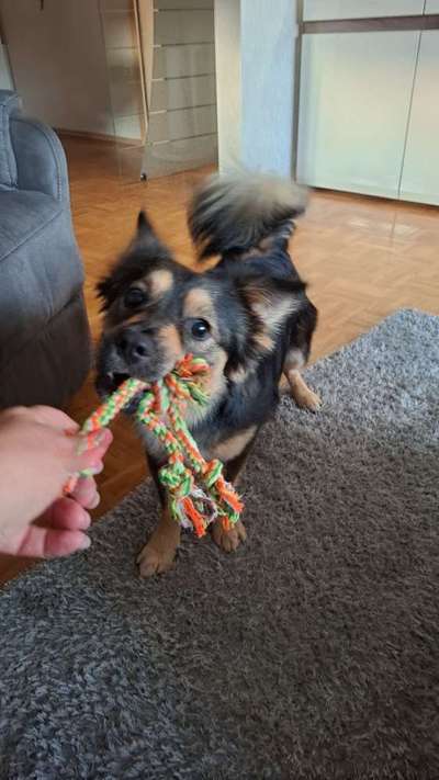 Hundetreffen-Spielereien mit gleichaltrigen jungen Hunden-Bild