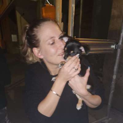 Hundetreffen-Hunde wiese marsstrasse