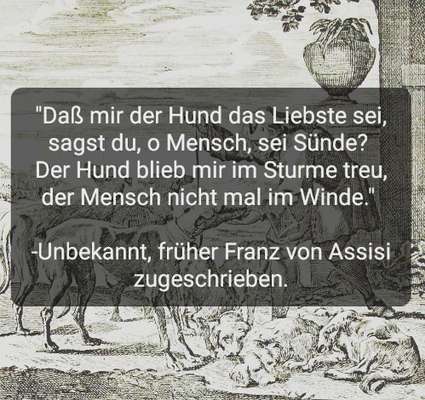 Warum sind Hunde die besten Freunde des Menschen?-Beitrag-Bild