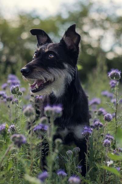 Dogorama Photo Challenge - Der Frühling kommt-Beitrag-Bild