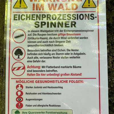 Giftköder-Eichenprozessionsspinner-Bild