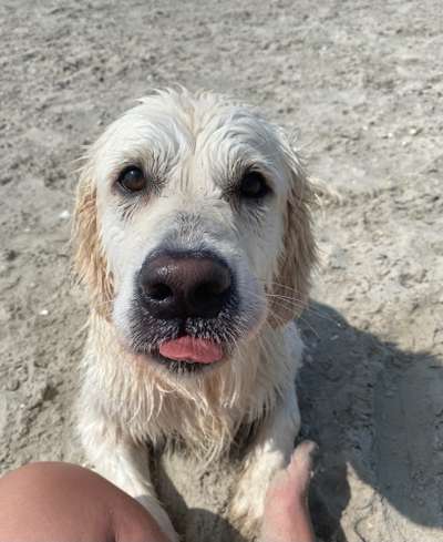 Die Dogorama Kalender Challenge 4/4-Beitrag-Bild