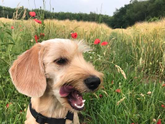 Fotochallenge Nr. 59 - Mein Hund zeigt die Zunge-Beitrag-Bild