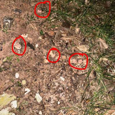 Giftköder-Fleischstücke im Gebüsch und am Baum-Bild