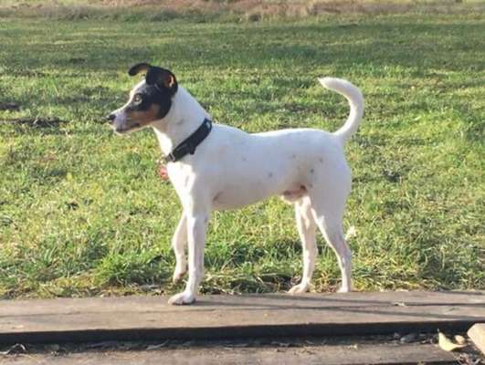 Auslandstierschutz-Beitrag-Bild