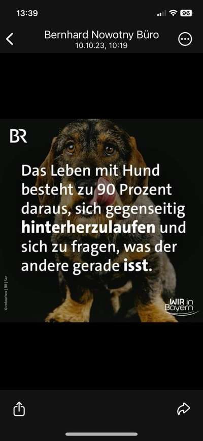 Hunde Memes-Beitrag-Bild