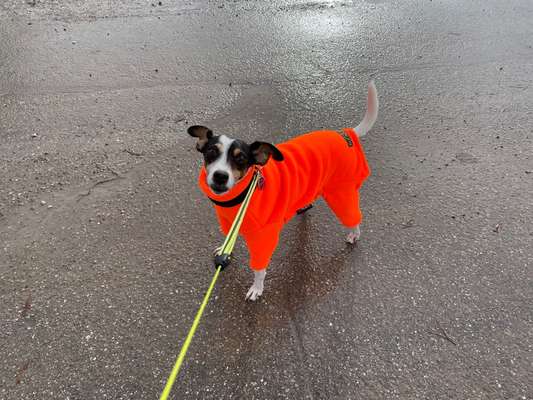 Bei schlechtem Wetter nicht stubenrein-Beitrag-Bild