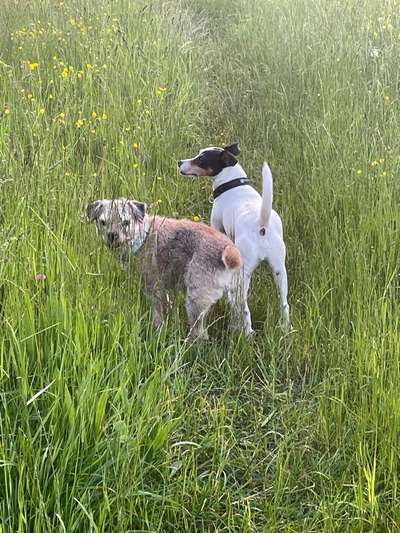 Wie kamst du zu deinem Hund?-Beitrag-Bild