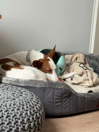 TierschutzhundeStammtisch🐕-Beitrag-Bild