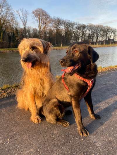 Dogorama Photo Challenge - Die besten Hundebuddys-Beitrag-Bild