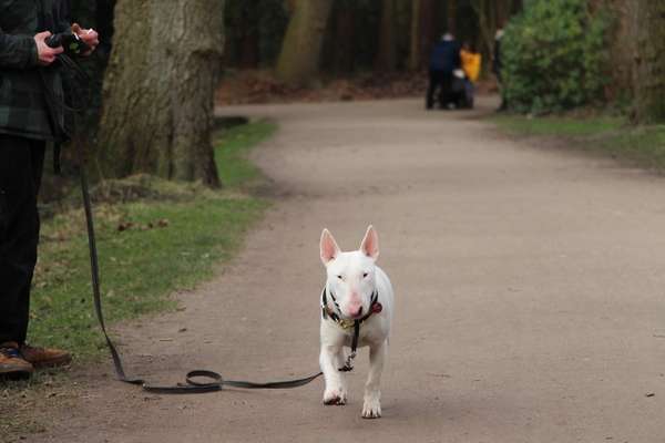 Dogorama Photo Challenge - Be my valentine-Beitrag-Bild