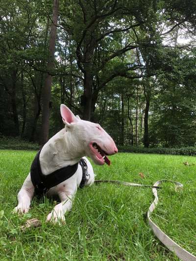 Bullterrier-Beitrag-Bild