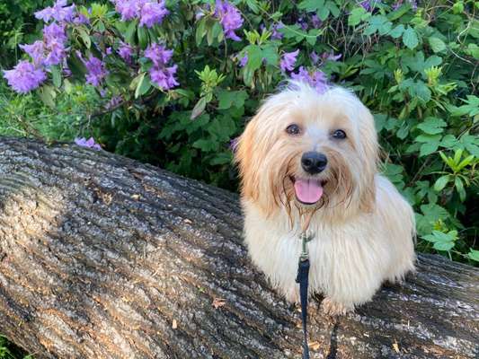 Die Dogorama Monats Challenge "Es grünt und blüht"-Beitrag-Bild