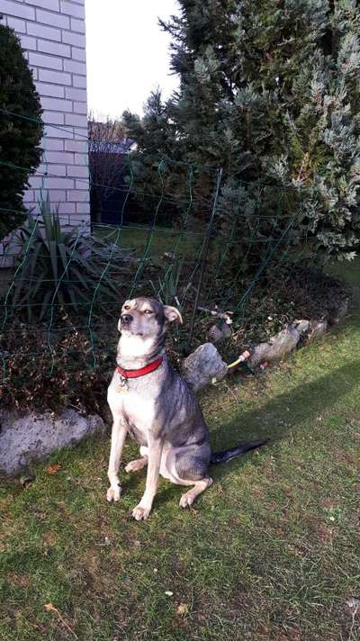 Auslandstierschutz-Beitrag-Bild