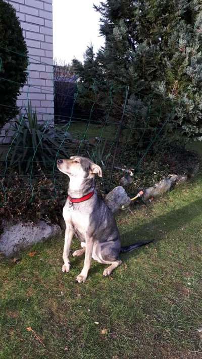 Auslandstierschutz-Beitrag-Bild