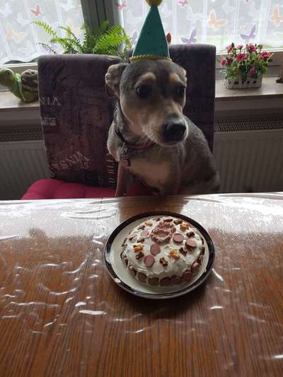 Rezepte für Hunde-Geburtstagstorte-Beitrag-Bild