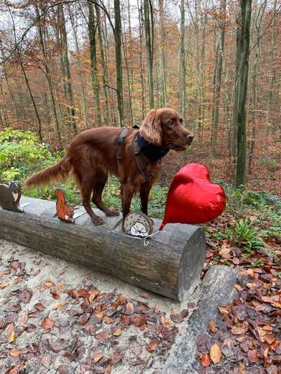 Welche Hunderasse-Beitrag-Bild