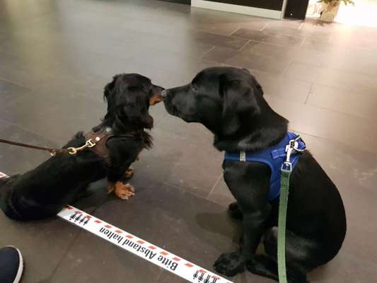 Hundetreffen-Junghunde/ Welpen Arthaberpark-Bild