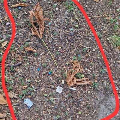 Giftköder-Blaukorn in Erlachpark-Bild