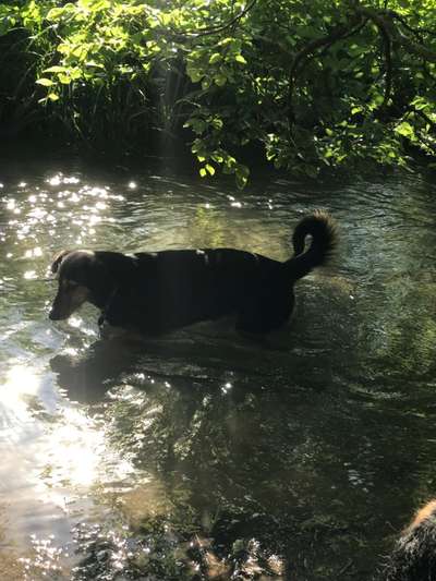 Die Dogorama Kalender Challenge 4/4-Beitrag-Bild