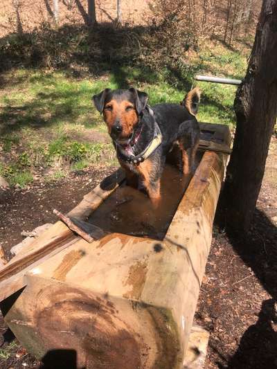 Dogorama-Monats-Challenge-Mai "Wasser"-Beitrag-Bild