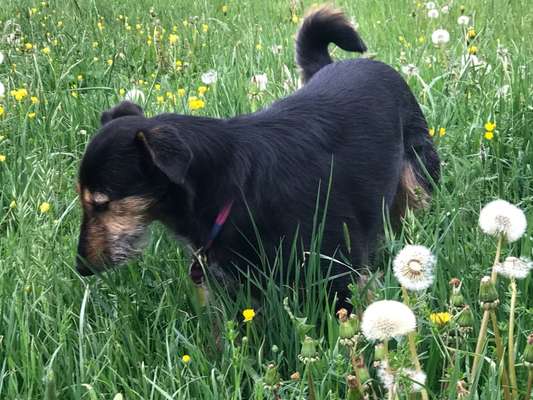 Die Dogorama Monats Challenge "Es grünt und blüht"-Beitrag-Bild