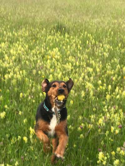 Die Dogorama Kalender Challenge 4/4-Beitrag-Bild