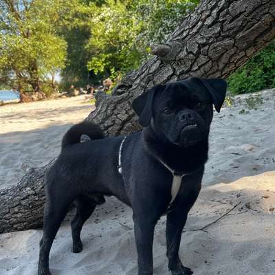 Hundetreffen-Dobby erkundet Wiesbaden & Umgebung-Bild