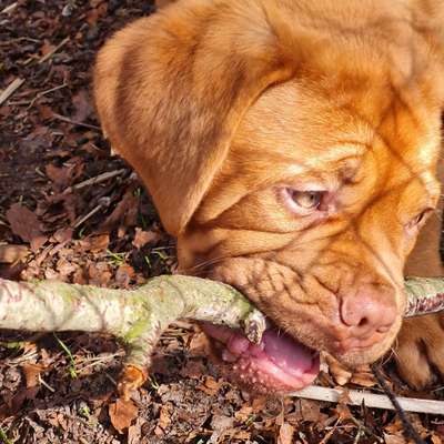 Hundetreffen-Welpen spielen,kennenlernen.
