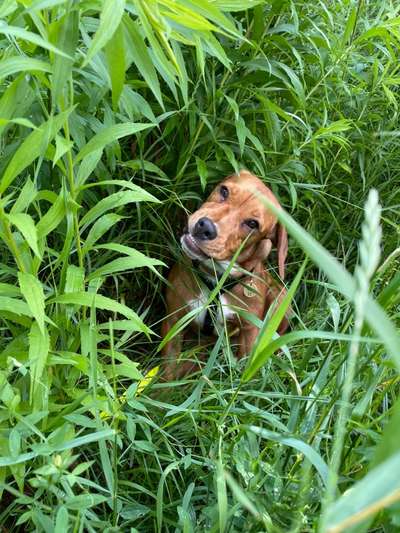 Die Dogorama Monats Challenge "Es grünt und blüht"-Beitrag-Bild