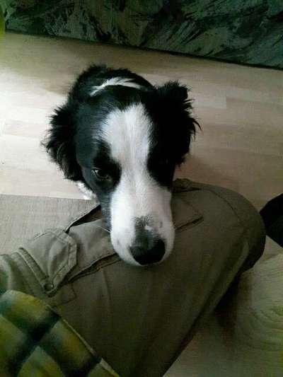 Dogorama Photo Challenge - Hundeblick zum hinschmelzen-Beitrag-Bild