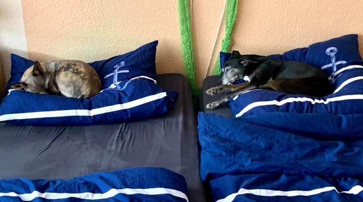 Du weißt, du hast einen Hund wenn...-Beitrag-Bild