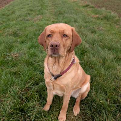 Hundetreffen-Gassitreff-Bild