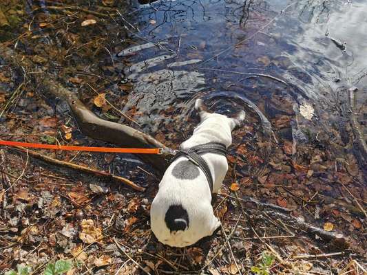 Dogorama-Monats-Challenge-Mai "Wasser"-Beitrag-Bild