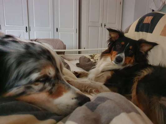 Gemeinsames Kuscheln im Bett!-Beitrag-Bild