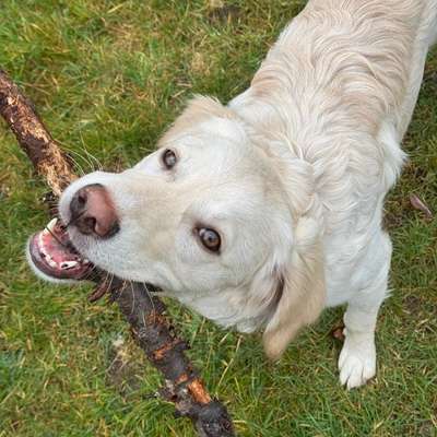 Hundetreffen-Spazier-Buddy gesucht-Bild