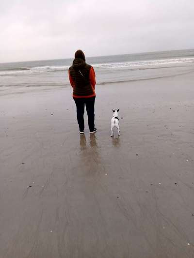 Die Dogorama Wochen Challenge: “Dein Hund im Urlaub”-Beitrag-Bild