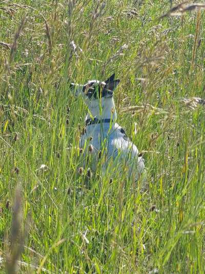 Die Dogorama Monats Challenge "Es grünt und blüht"-Beitrag-Bild
