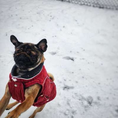 Hundetreffen-Gassi-/Spielrunde im Harthwald/Stadtpark-Bild