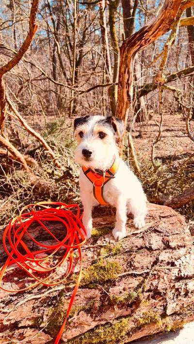 Wo sind die Jack und Parson Russell Terrier?-Beitrag-Bild