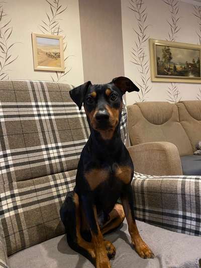 Liebhaber des Deutschen Pinscher gesucht.-Beitrag-Bild