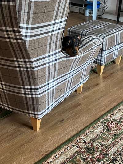 Liebhaber des Deutschen Pinscher gesucht.-Beitrag-Bild