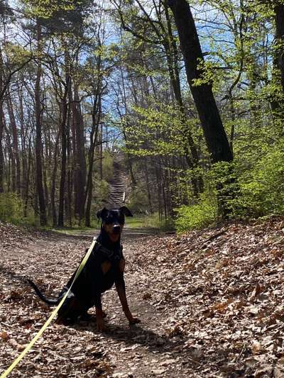 Wald Bild-Beitrag-Bild