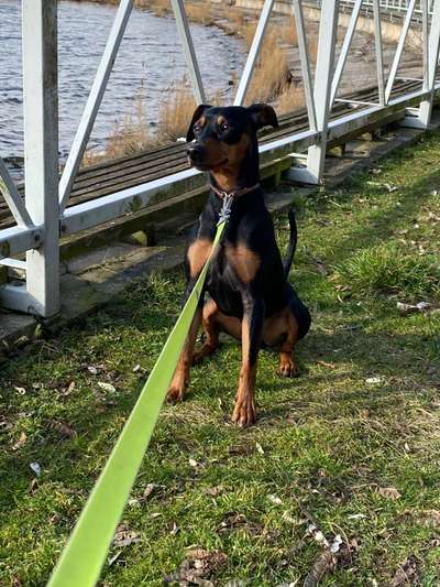 Liebhaber des Deutschen Pinscher gesucht.-Beitrag-Bild